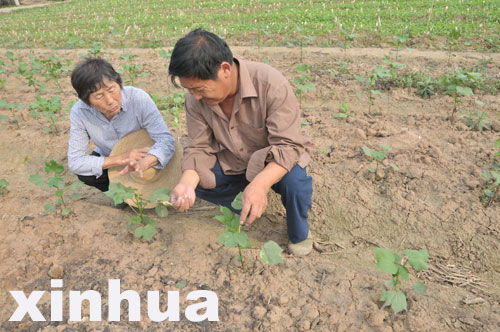 “棉花奶奶”李文英退休20余載甘當(dāng)農(nóng)民義工