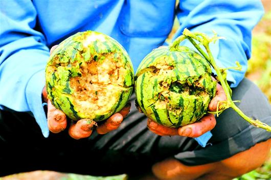 鄖縣遭強(qiáng)風(fēng)冰雹襲擊 冰雹大如雞蛋堆積厚度20厘米