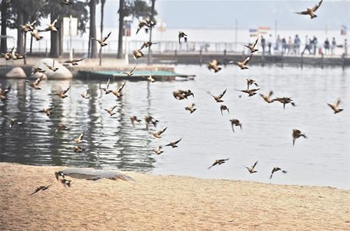 東湖重金屬污染超國標兩倍 逾七成魚類水草消失