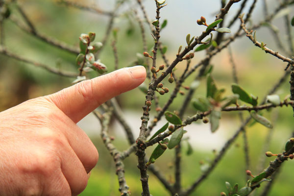 神農(nóng)架為“杉王”動“外科手術(shù)”