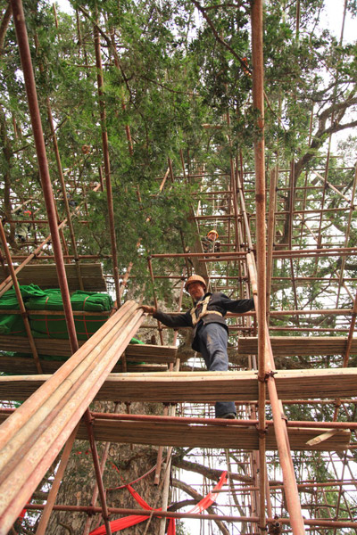 神農(nóng)架為“杉王”動“外科手術(shù)”