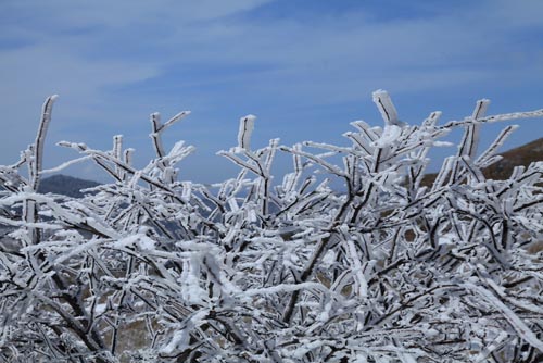 強冷空氣致神農架驟降“桃花雪”