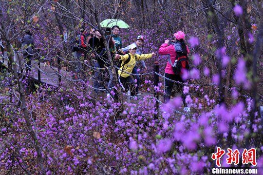 錦河大峽谷杜鵑文化節(jié)啟幕