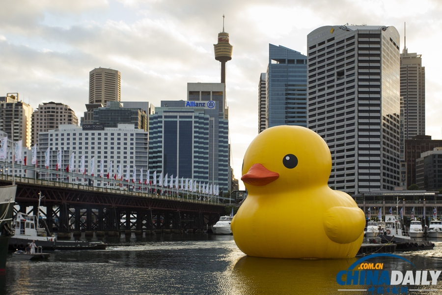 大黃鴨即將北京下水 圖片回顧其游歷之路