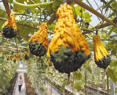 南國南瓜 爭奇斗艷——珠海市南瓜藝術節春節開辦