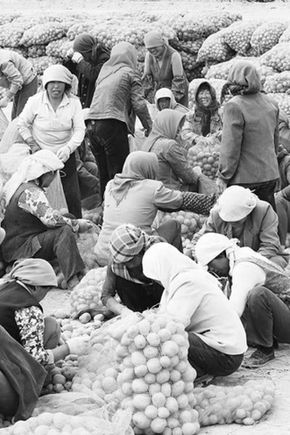 土豆接過漲價(jià)