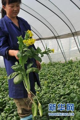 商務(wù)部緊急下發(fā)通知緩解蔬菜“賣難”