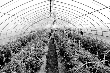 牛菜農(nóng)包心菜賣