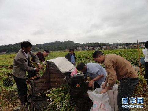 袁隆平畝產900公斤攻關試驗田收割測產