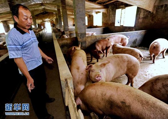 肉價回落 新一輪“豬周期”效應觀察