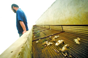 生姜收購價暴跌至七八毛錢一斤