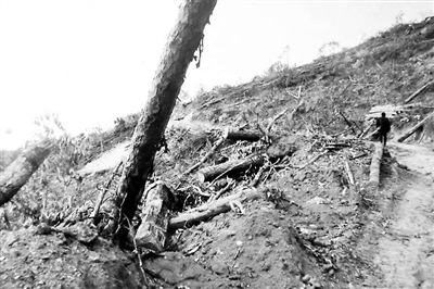 云南落馬副省長(zhǎng)曾被舉報(bào)用公款購(gòu)買家族茶葉(圖)