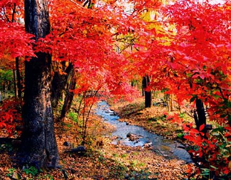 拉法山國家公園