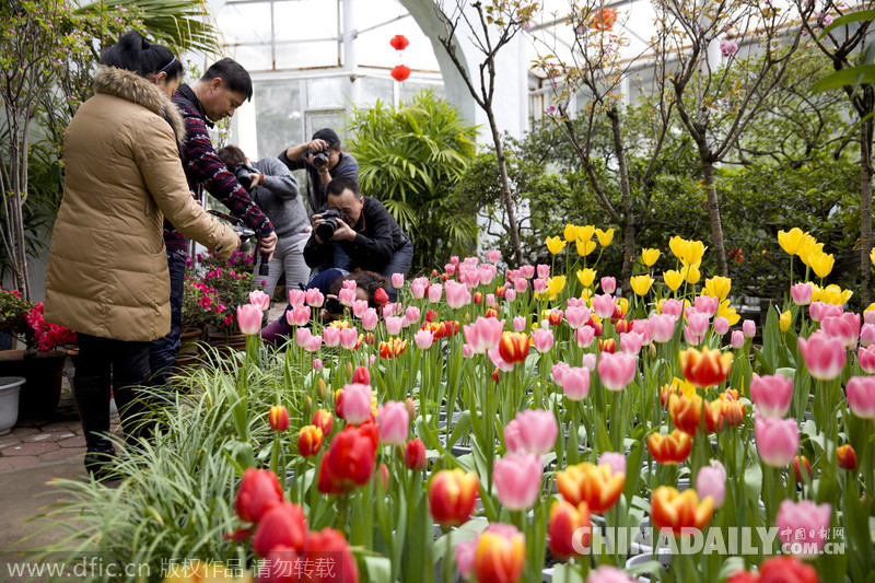 吉林迎春花展喜迎新春