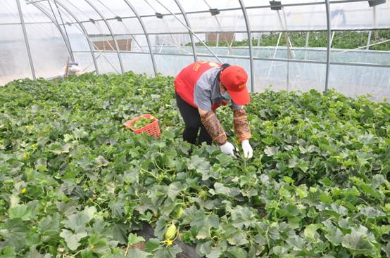 布海瓜菜聲名遠揚