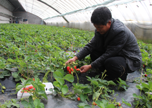 敦化市江南鎮大力扶持村民建溫室大棚種植反季節蔬菜