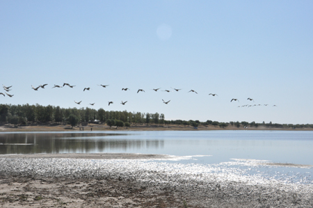 向海大雁放飛節啟幕