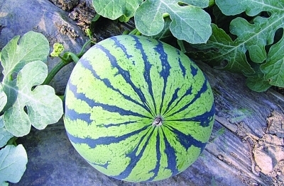 “爆炸”西瓜追蹤 專家稱旱后強降雨是主因