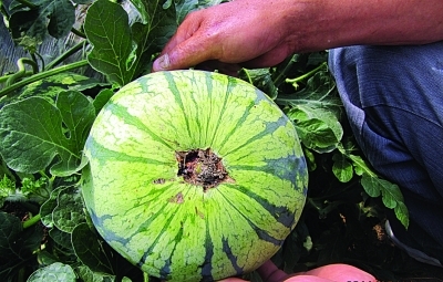 “爆炸”西瓜追蹤 專(zhuān)家稱(chēng)旱后強(qiáng)降雨是主因