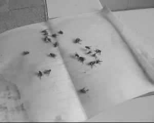 央視曝光南京鹽水鴨市場(chǎng)亂象:生產(chǎn)車間蒼蠅亂飛(圖)