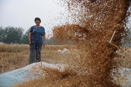 持續降水將至 江蘇各地加緊麥收