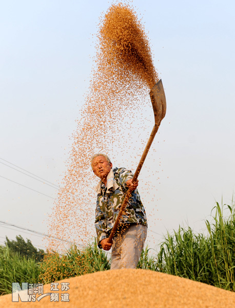連云港夏糧喜獲十連增