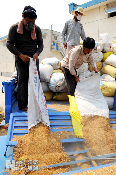 連云港夏糧收購全面展開