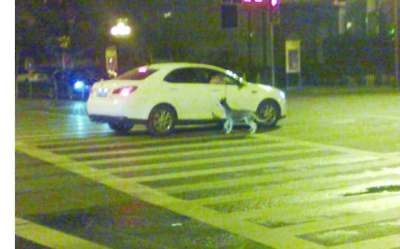 南京街頭現“開車遛狗” 警方稱發現將罰款(圖)