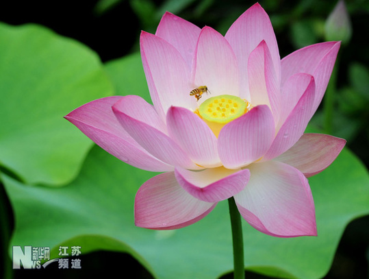 蘇州拙政園荷花旅游節(jié)開幕