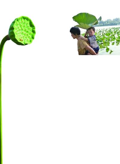 西湖賣蓮蓬荷葉受游客熱捧 消夏荷葉粥怎么做？