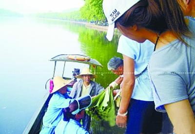 西湖賣蓮蓬荷葉受游客熱捧 消夏荷葉粥怎么做？