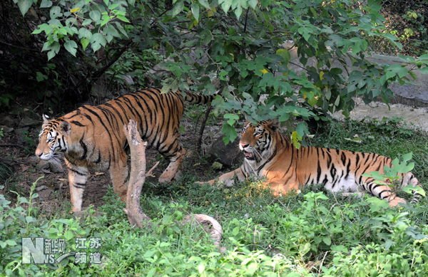 動物避暑各有妙招
