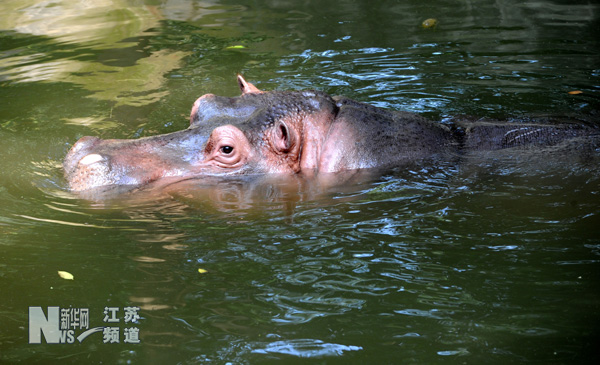 動物避暑各有妙招