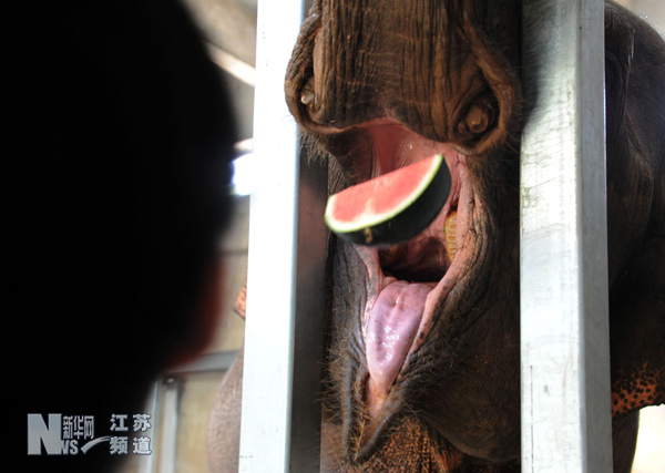 動物避暑各有妙招