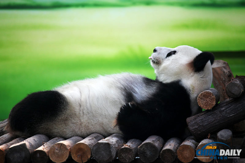 蘇州：大熊貓“賣萌”惹人愛