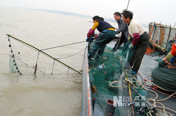 菊黃蟹肥時 漁民捕蟹忙