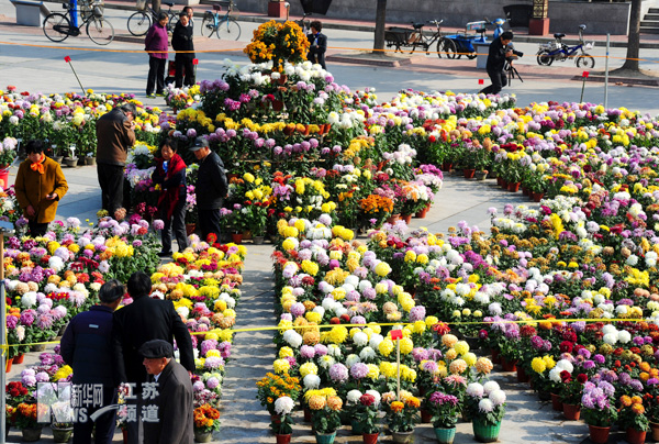 太倉：農民自辦菊花展 千盆菊花爭斗艷