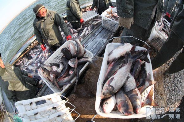 贛榆縣淡水養殖業迎來豐收季