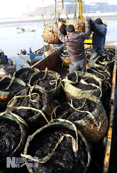 連云港沿海迎來紫菜收割高峰期