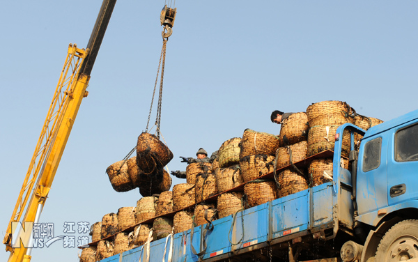 連云港沿海迎來紫菜收割高峰期