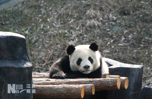 動物園里上演“春天里”