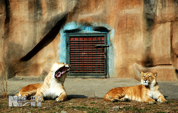 動物園里上演“春天里”