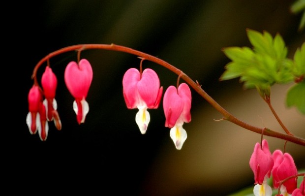 “荷包牡丹”提前盛開 古林公園征“護花使者”