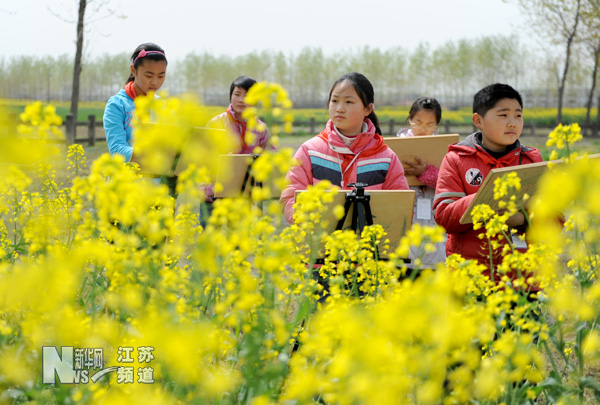 燦爛油菜花 學生寫生忙