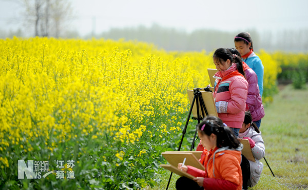 燦爛油菜花 學生寫生忙