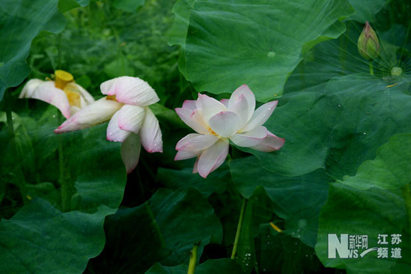 江蘇南通：雨后荷花交相輝映