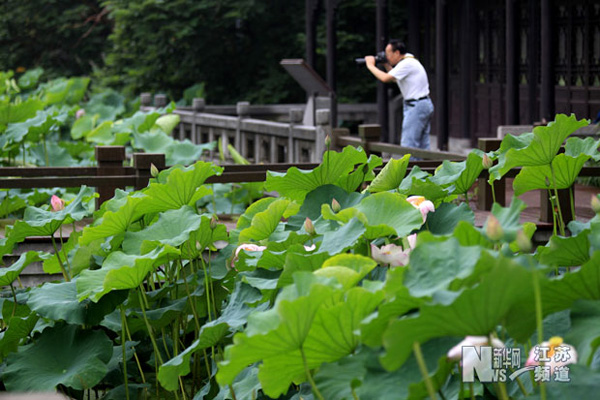 江蘇南通：雨后荷花交相輝映