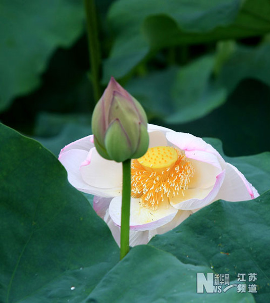 江蘇南通：雨后荷花交相輝映