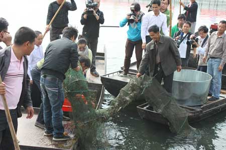 太湖大閘蟹開捕 質(zhì)高量增