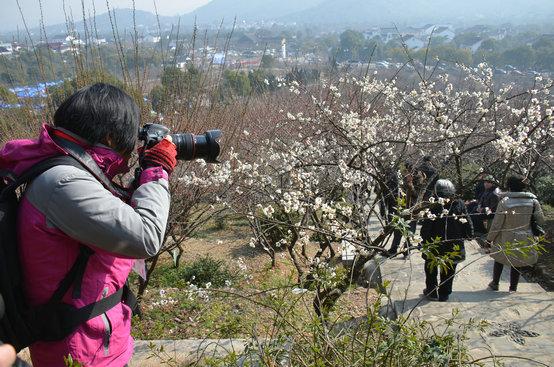 第十八屆蘇州太湖梅花節在香雪海景區拉開帷幕